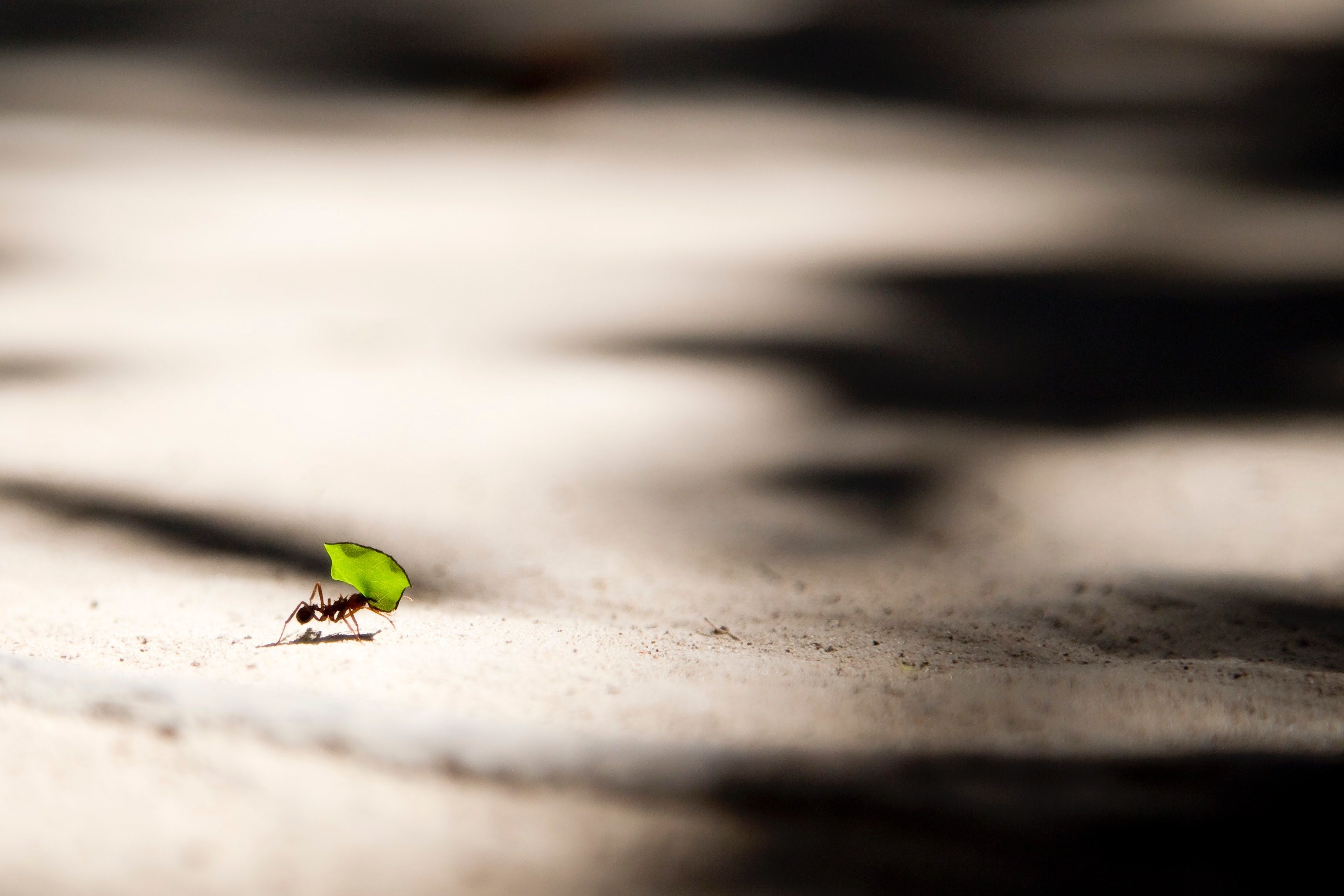 Psychische Gesundheit und New Work – Resilienz