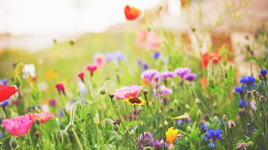 Wiese mit verschiedenen Wildblumen