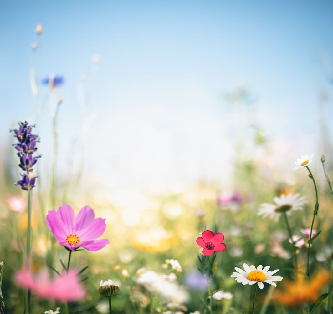 Wiesenfläche mit Wildblumen 