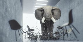 Wütender Elefant im Büro richtet Schaden an 
